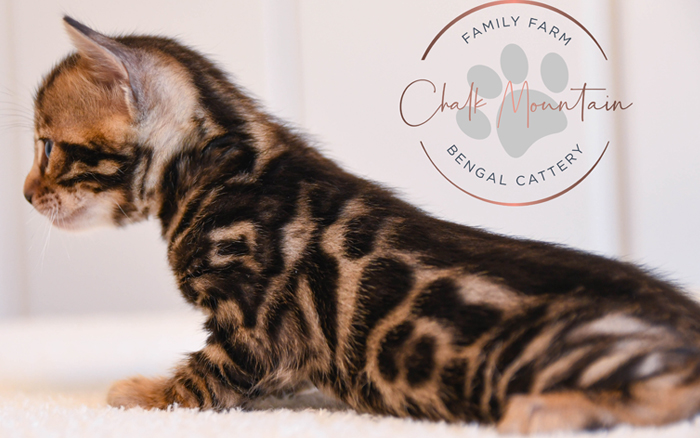 Bengal kitten for sale